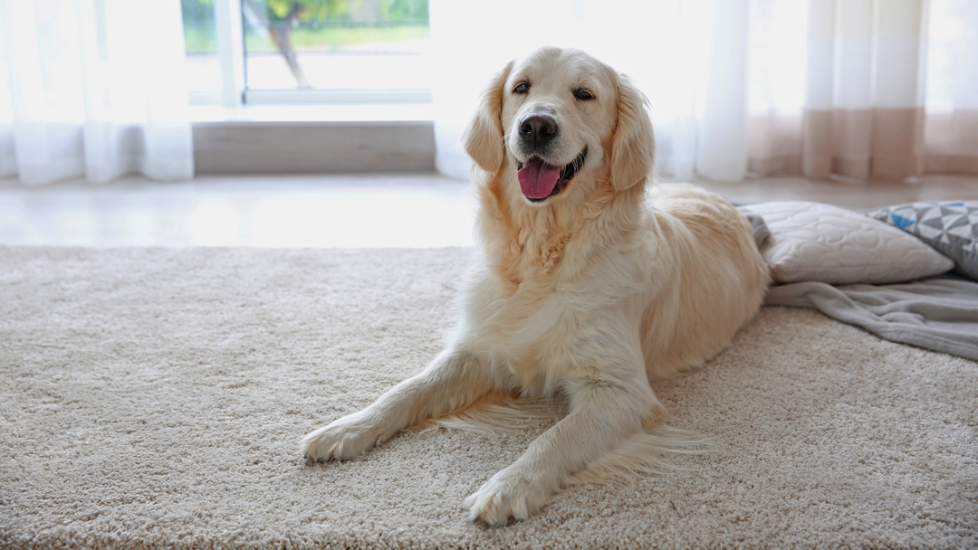 Evcil Hayvan Dostu Halı Seçimi: En Kullanışlı 5 Halı Türü